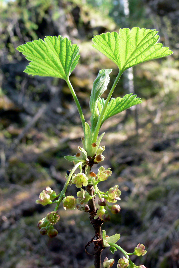 Изображение особи Ribes scandicum.