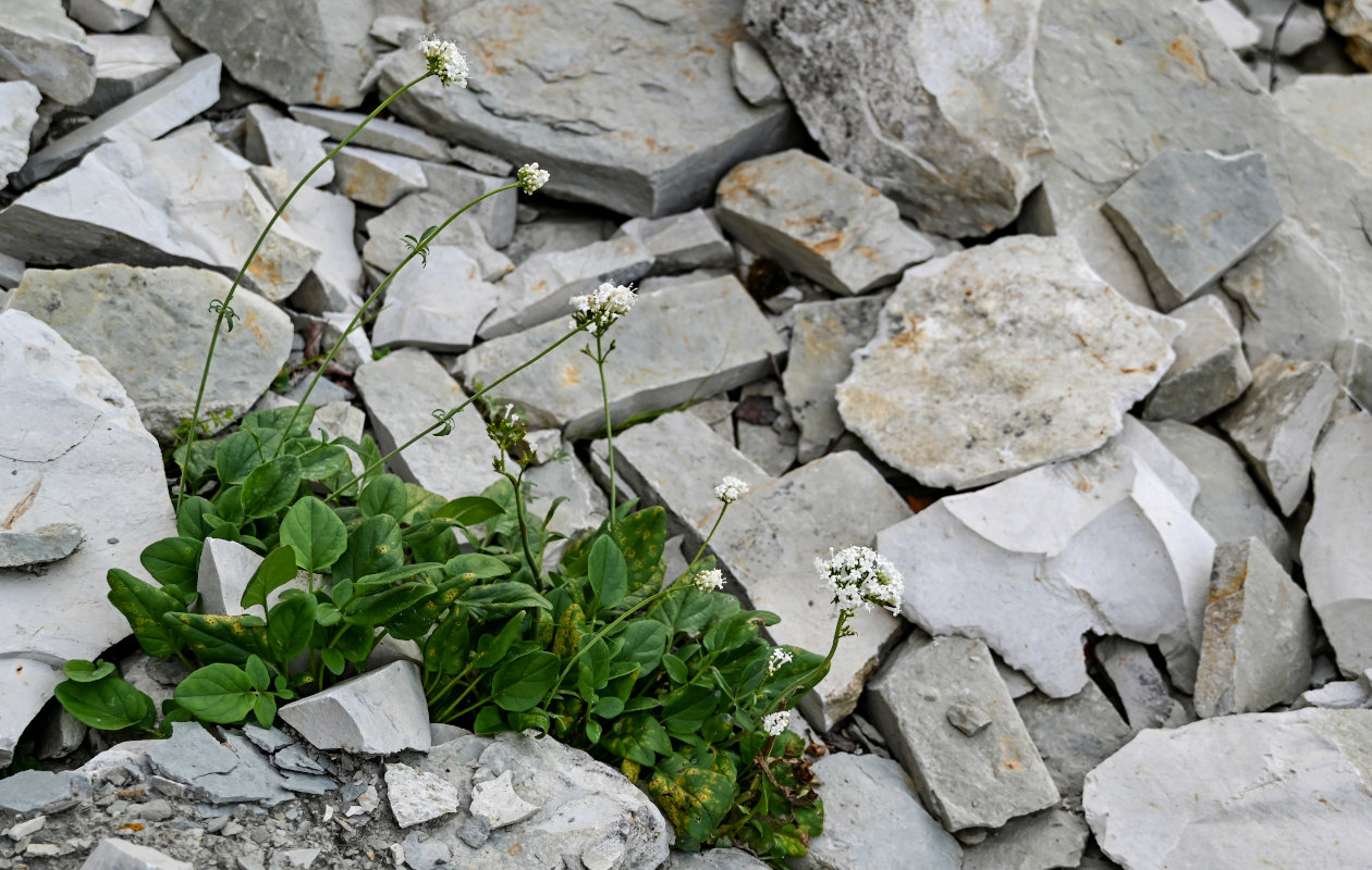 Изображение особи Valeriana daghestanica.