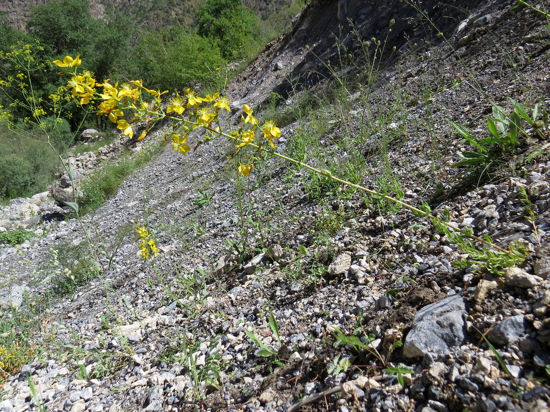 Image of Hypericum elongatum specimen.