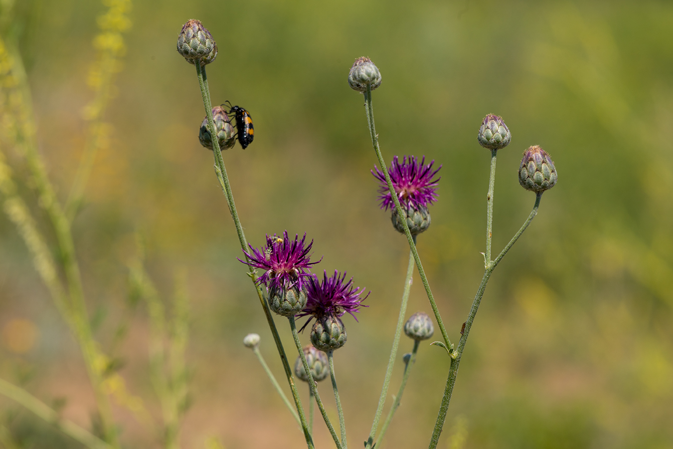 Изображение особи Centaurea adpressa.