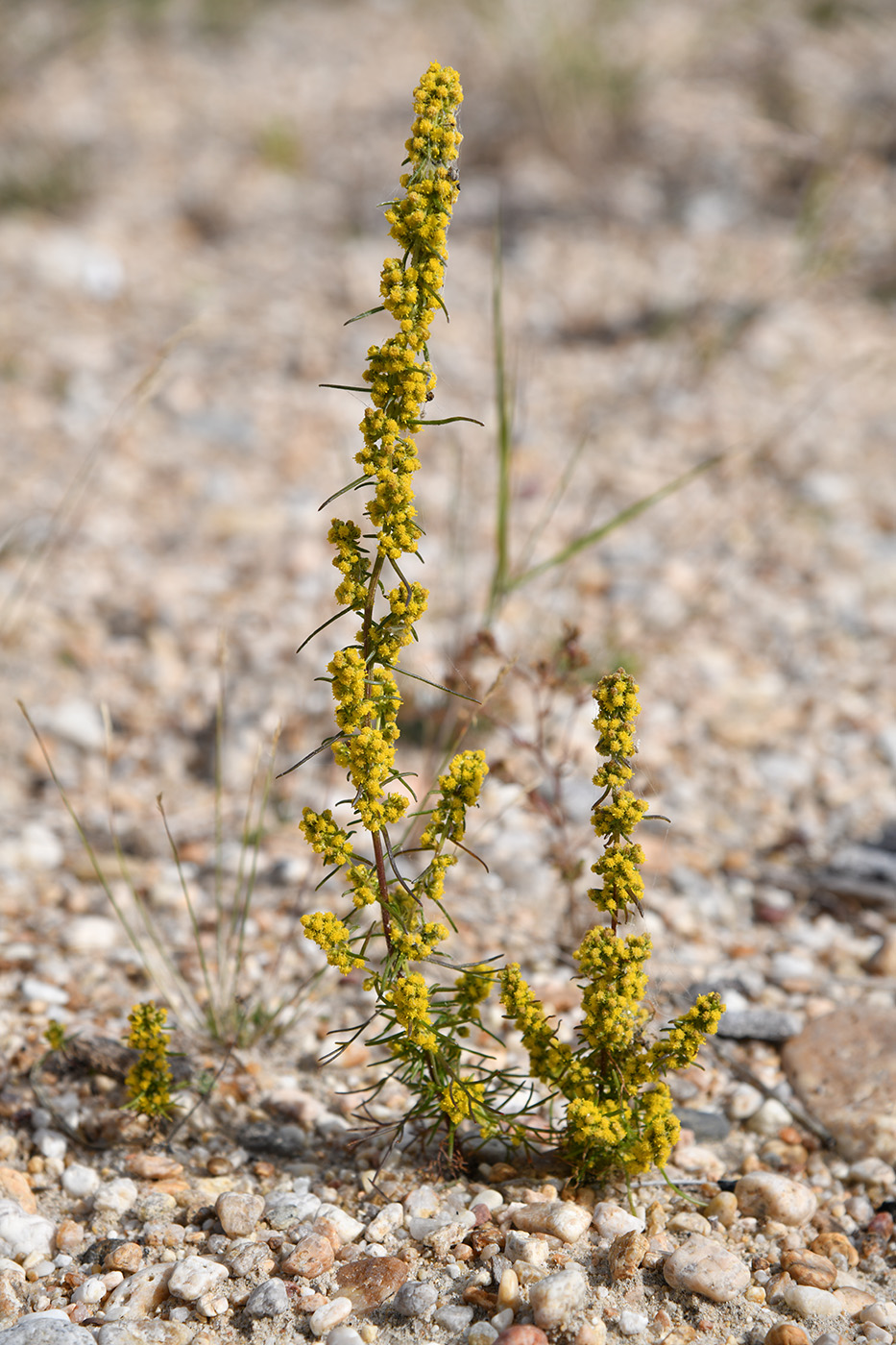 Image of Artemisia palustris specimen.