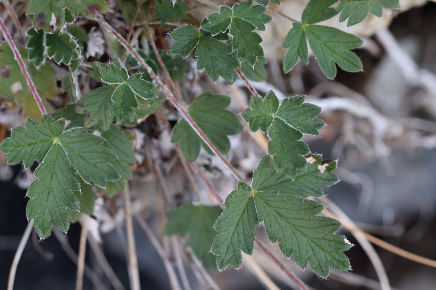 Изображение особи Potentilla nivea.