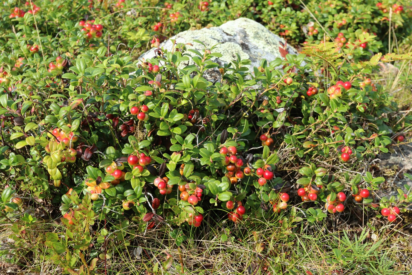 Изображение особи Vaccinium vitis-idaea.