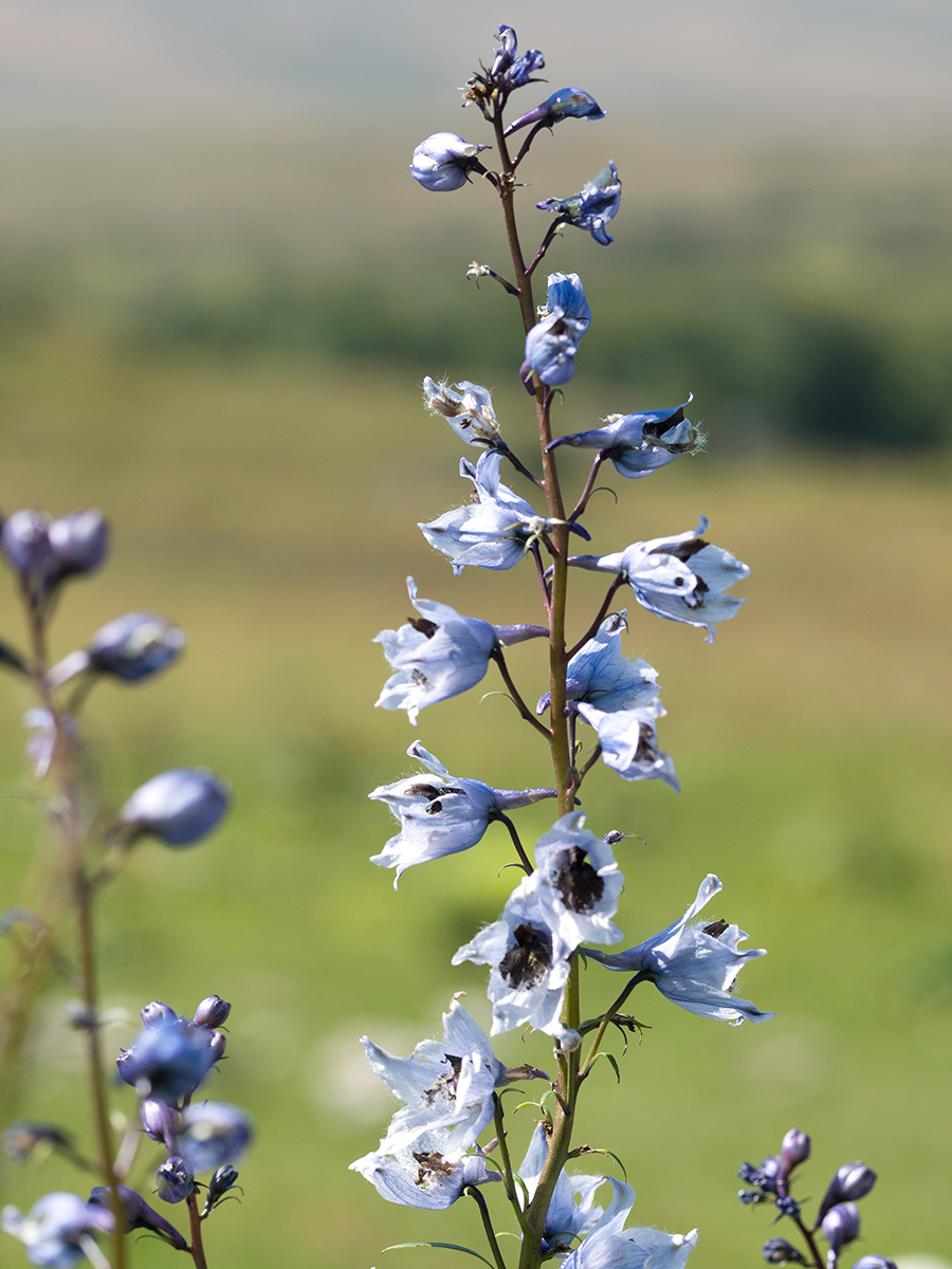 Image of Delphinium flexuosum specimen.