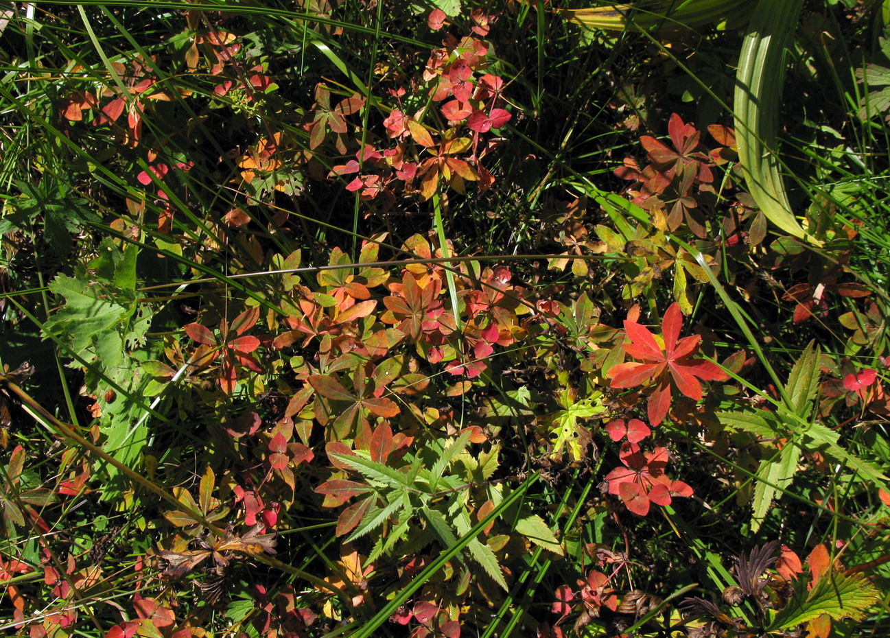 Image of Euphorbia ambukensis specimen.