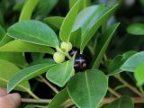 Ficus microcarpa. Верхушка ветви с соплодиями (сикониями) разной степени зрелости. Турция, г. Анталья, парк Boğa Çayı Parkı, в культуре. 23.08.2022.