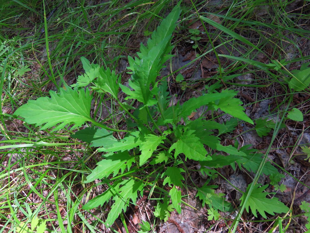 Image of Viola incisa specimen.