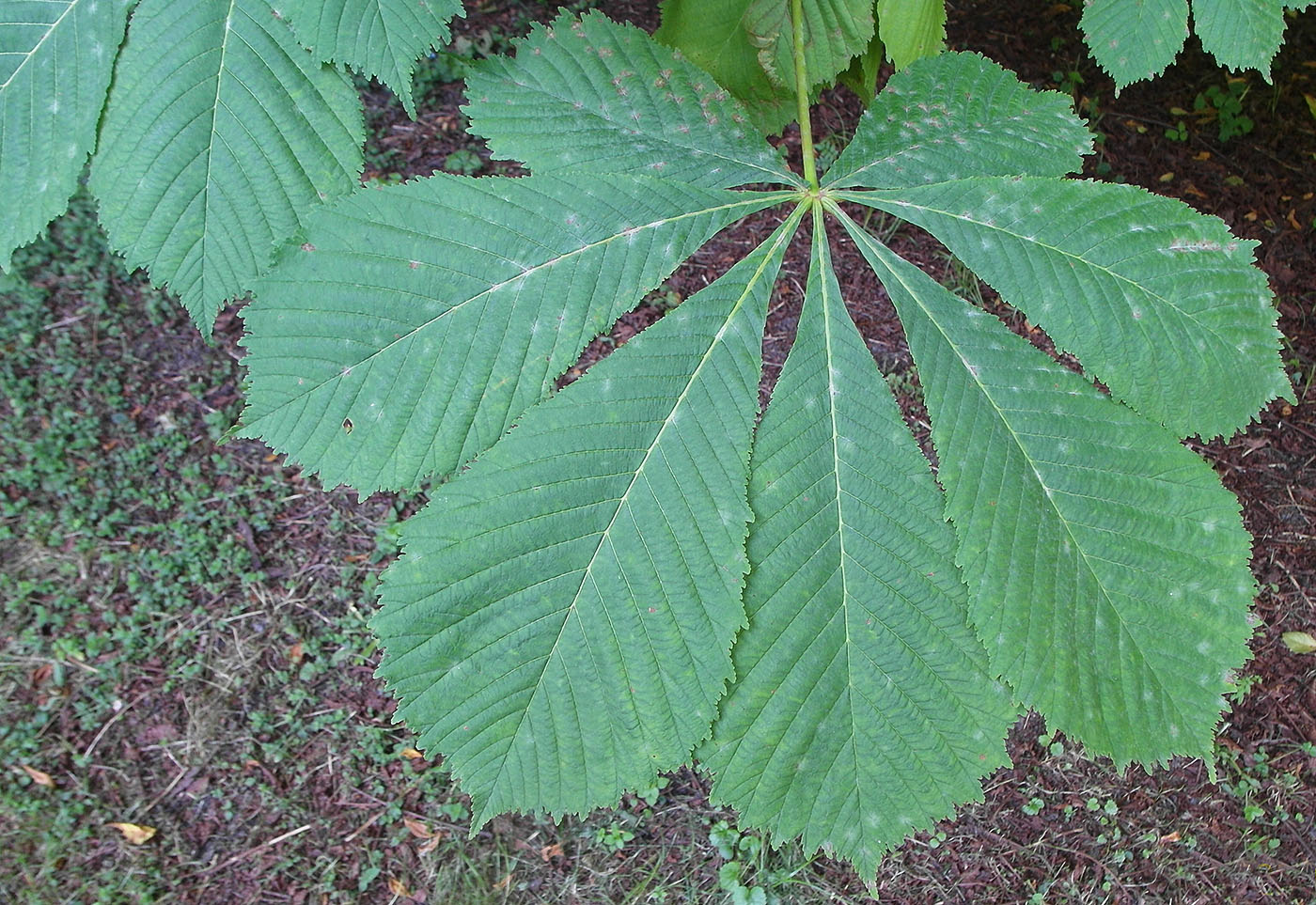 Image of Aesculus hippocastanum specimen.