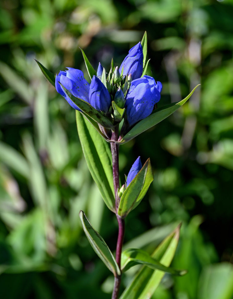 Image of Gentiana triflora specimen.