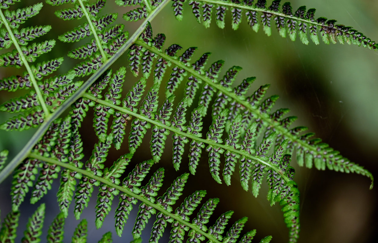 Изображение особи Athyrium monomachii.