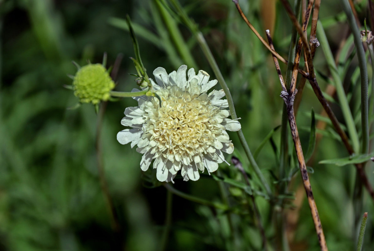 Изображение особи Scabiosa ochroleuca.