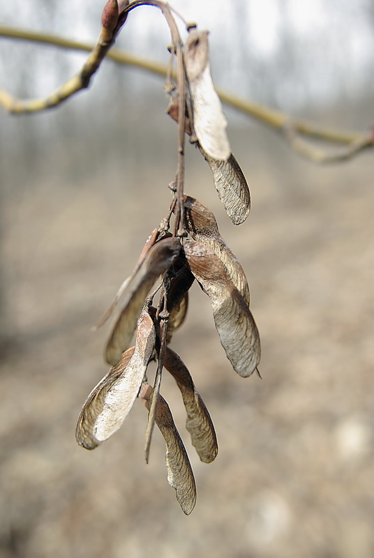 Image of Acer tegmentosum specimen.