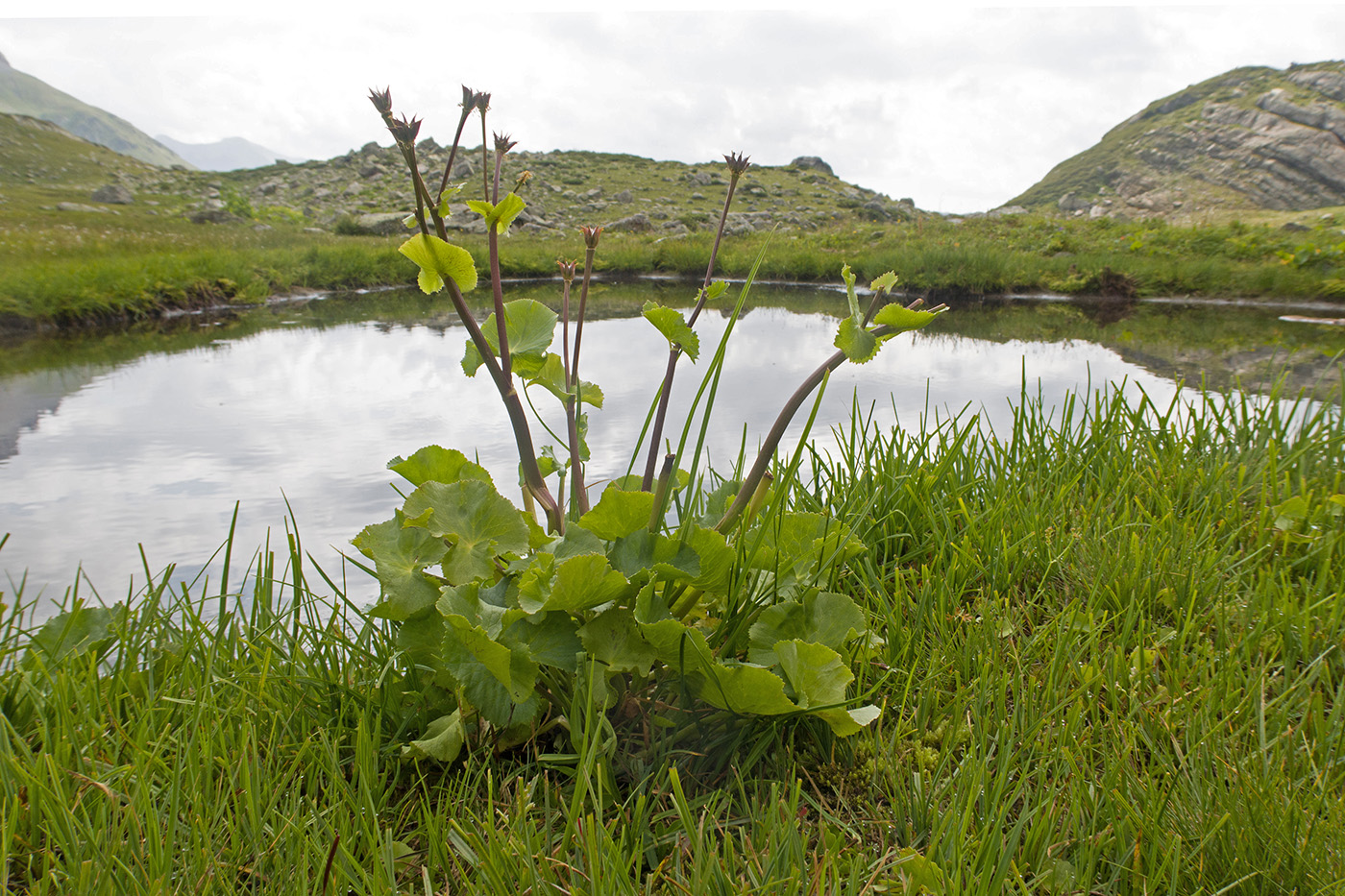 Изображение особи Caltha polypetala.