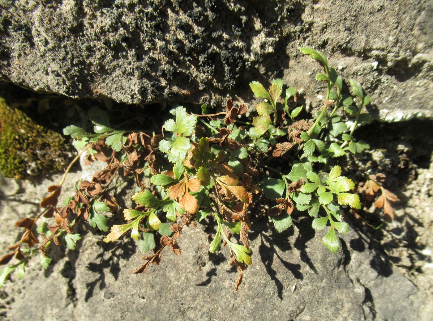 Image of Asplenium ruta-muraria specimen.