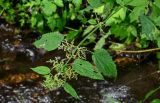 Urtica dioica. Верхушка цветущего растения. Грузия, Самцхе-Джавахети, окр. монастыря Мцване, берег ручья. 12.06.2023.