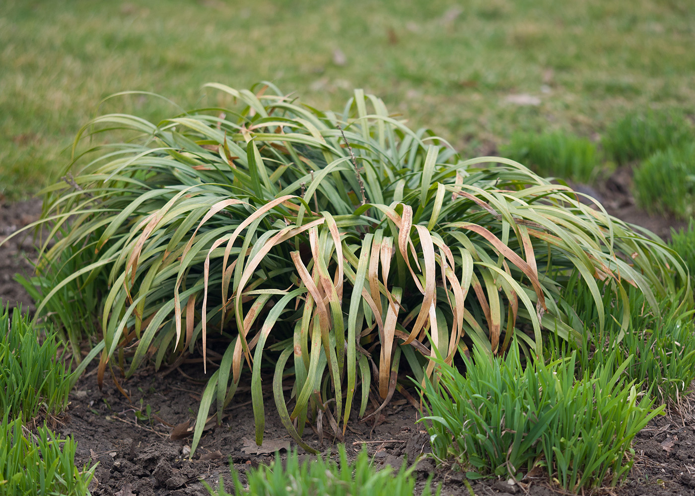 Image of Liriope muscari specimen.