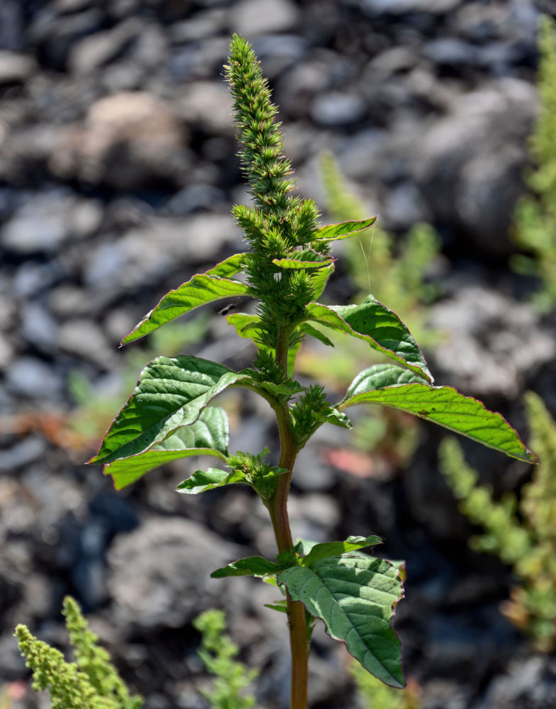 Изображение особи Amaranthus retroflexus.