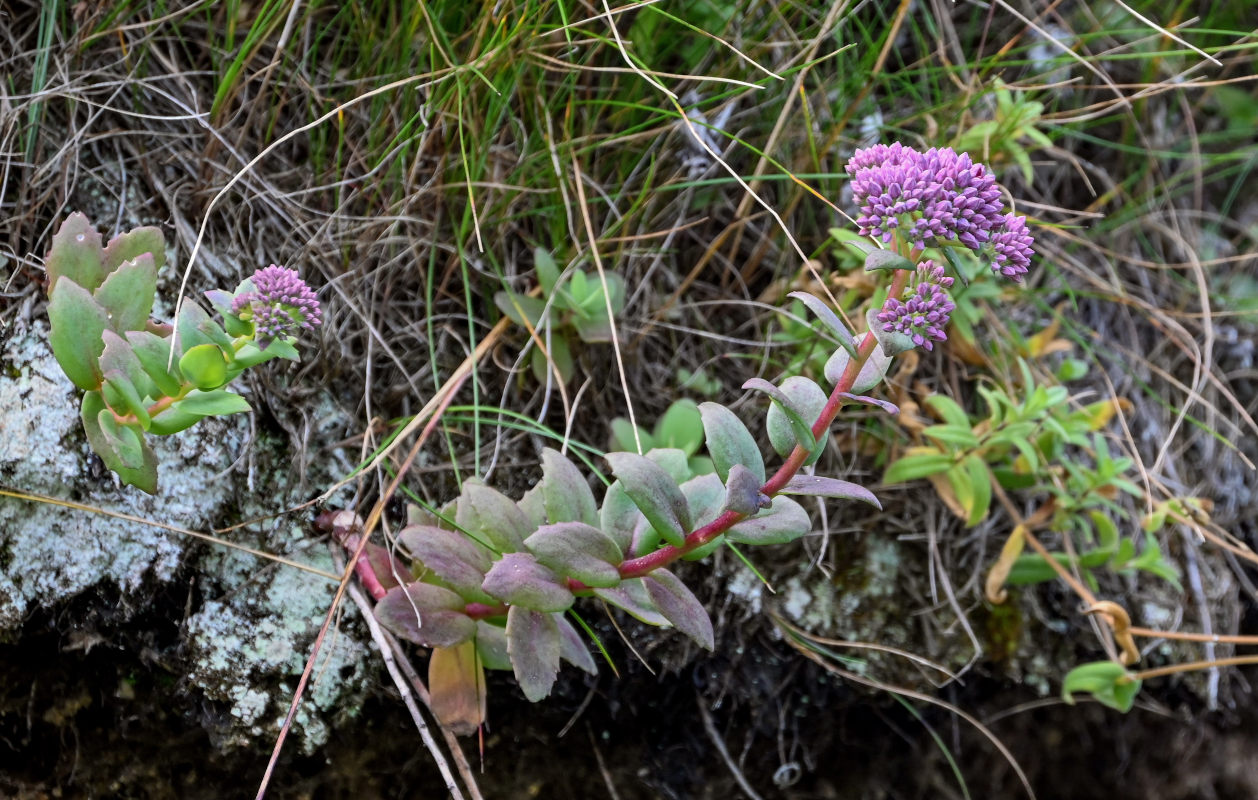 Изображение особи Hylotelephium triphyllum.