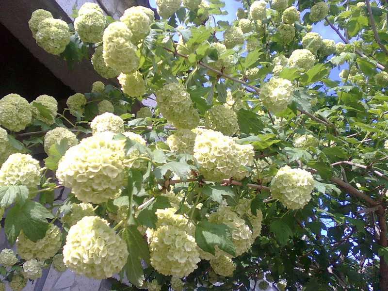 Image of Viburnum opulus specimen.