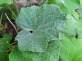 Tussilago farfara