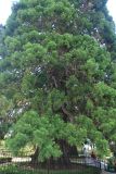 Sequoiadendron giganteum. Нижняя часть кроны взрослого дерева. Южный берег Крыма, Массандра, парк, в культуре. 8 июня 2018 г.