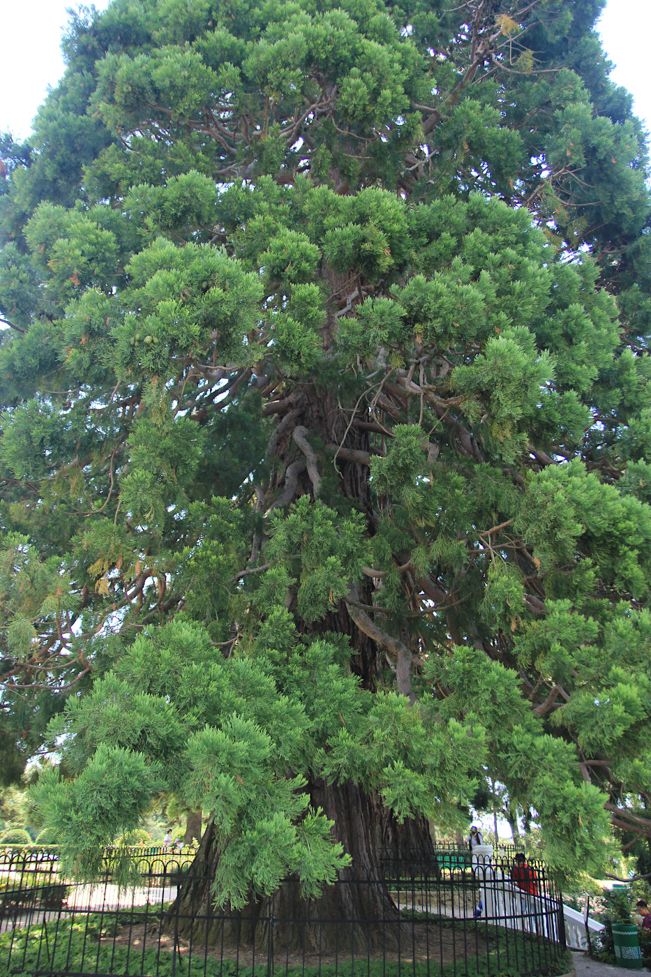 Изображение особи Sequoiadendron giganteum.