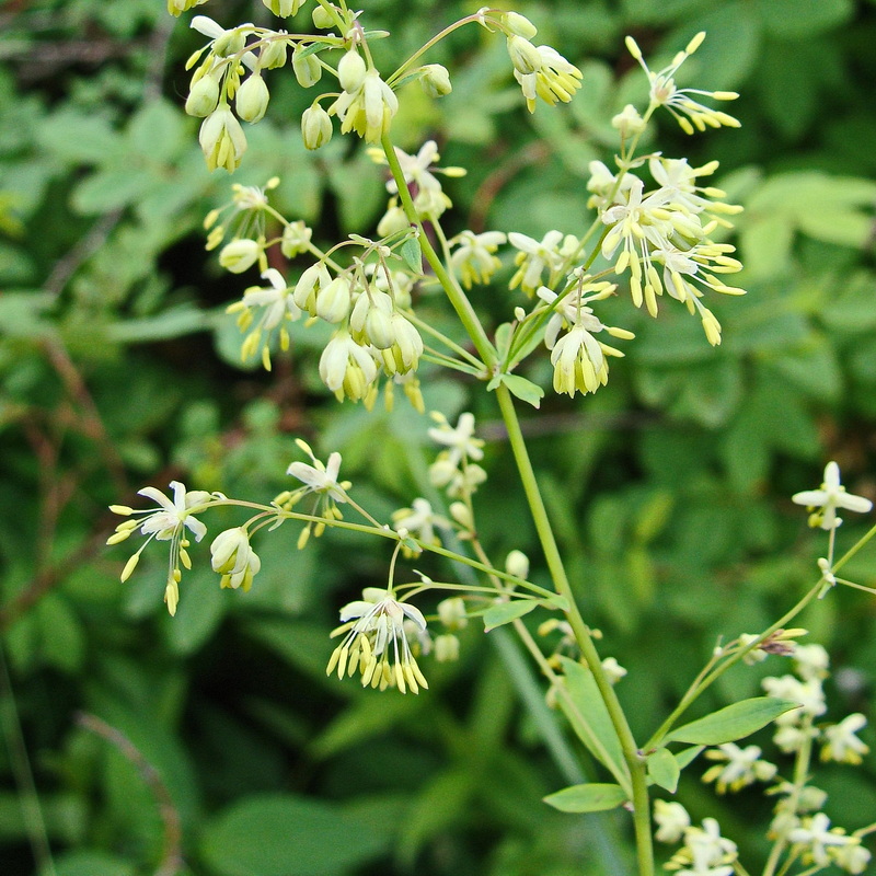 Image of Thalictrum minus specimen.