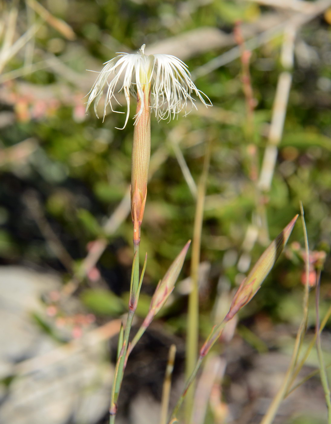 Image of Dianthus kuschakewiczii specimen.