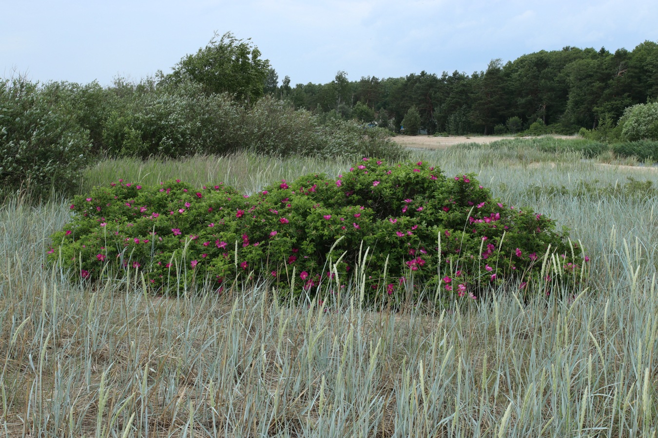 Изображение особи Rosa rugosa.