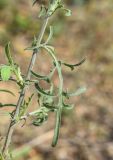 Centaurea paniculata. Средняя часть побега. Испания, автономное сообщество Каталония, провинция Жирона, комарка Баш Эмпорда, муниципалитет Санта-Кристина-де-Аро, окр. н.п. Романья-де-ла-Сельва, опушка дубового леса у кромки пашни. 11.09.2024.