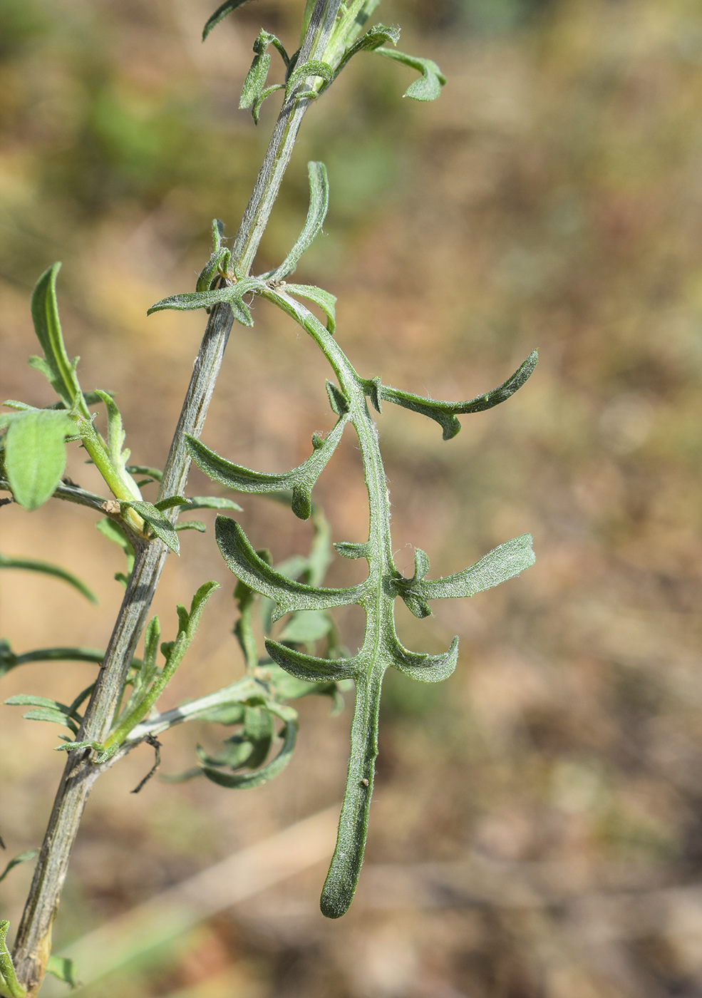 Image of Centaurea paniculata specimen.