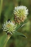 Trifolium montanum. Соцветия. Ленинградская обл., Лужский р-н, окр. дер. Кемка, пойма р. Луга, высокая грива. 13.06.2024.