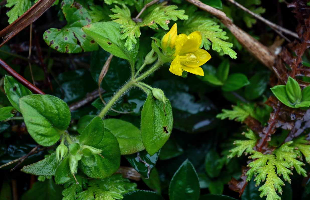 Изображение особи Lysimachia pseudohenryi.