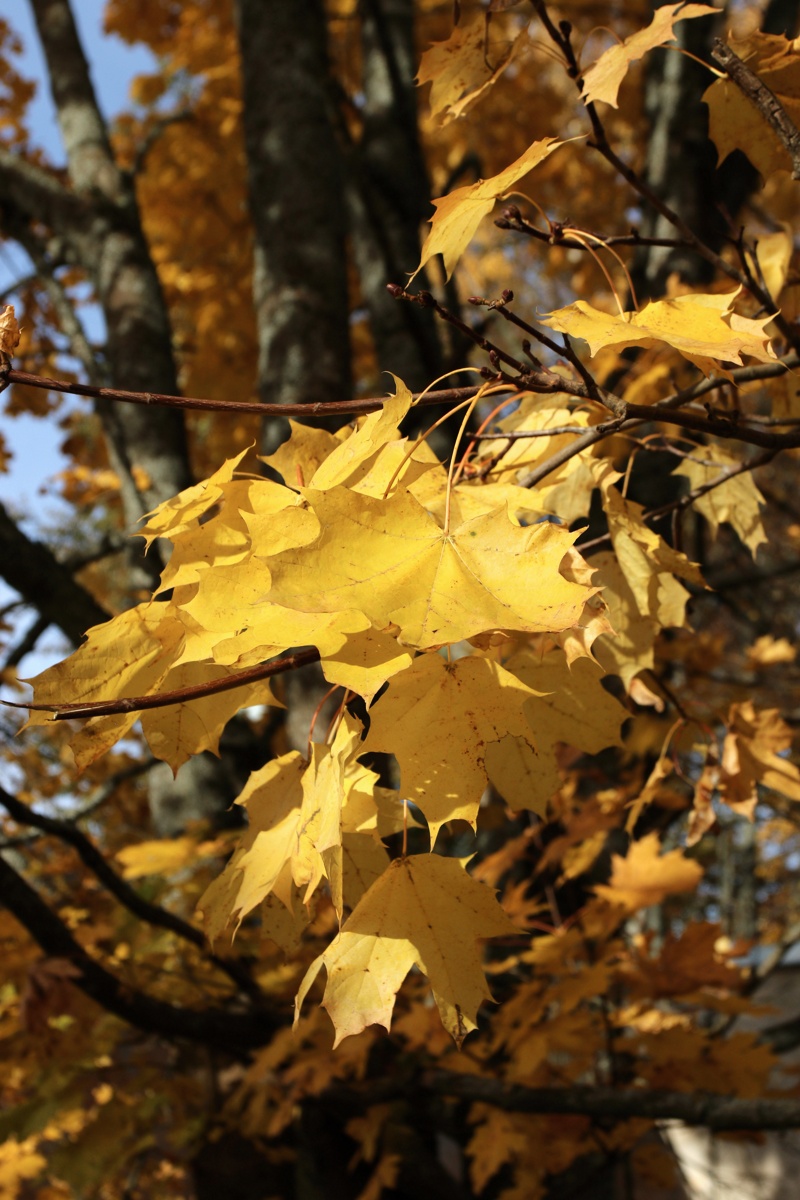 Image of Acer platanoides specimen.