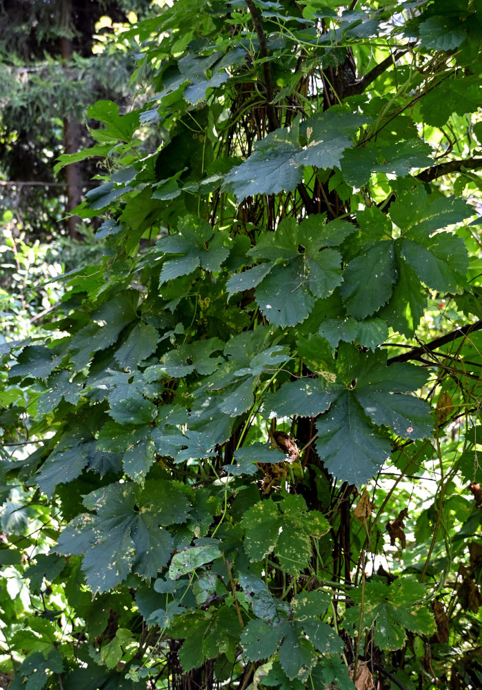 Image of Humulus lupulus specimen.