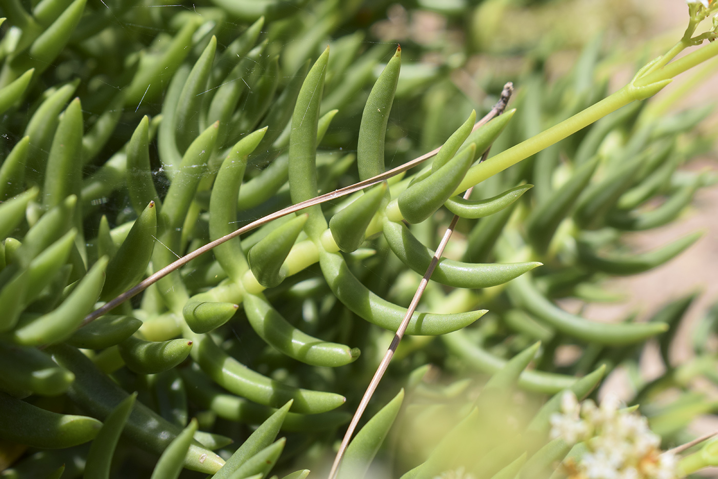 Image of Crassula tetragona specimen.