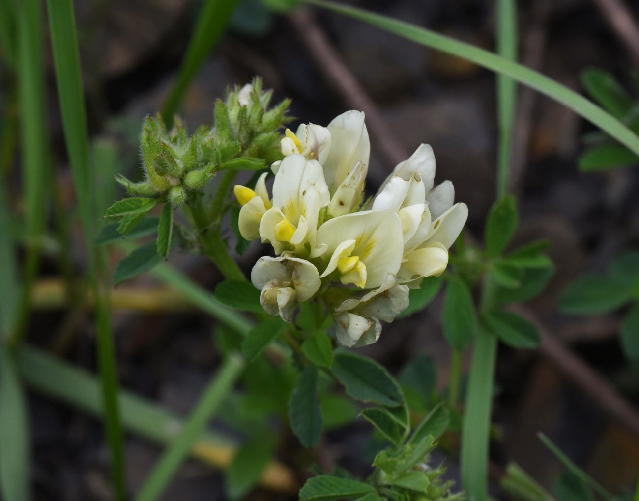 Image of Medicago &times; varia specimen.