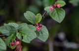 Cotoneaster zabelii. Часть ветви с соцветием. Китай, пров. Хунань, гора Тяньмэнь, смешанный лес. 09.06.2024.