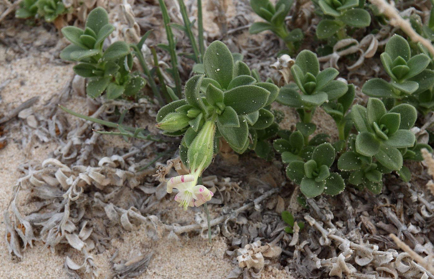 Изображение особи Silene succulenta.