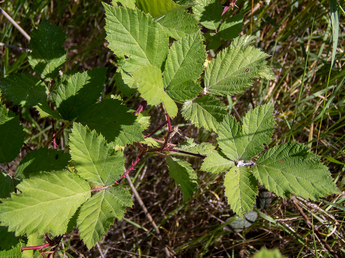 Image of Rubus tauricus specimen.