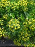 Euphorbia cyparissias. Цветущие растения (среди них - листья Ranunculus). Карелия, Сортавальский муниципальный округ, Ладожское оз., о-в Валаам, Воскресенский скит, цветник. 11.06.2024.