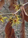 Hamamelis vernalis. Часть ветви с соцветиями. Москва, ГБС РАН. 05.04.2017.