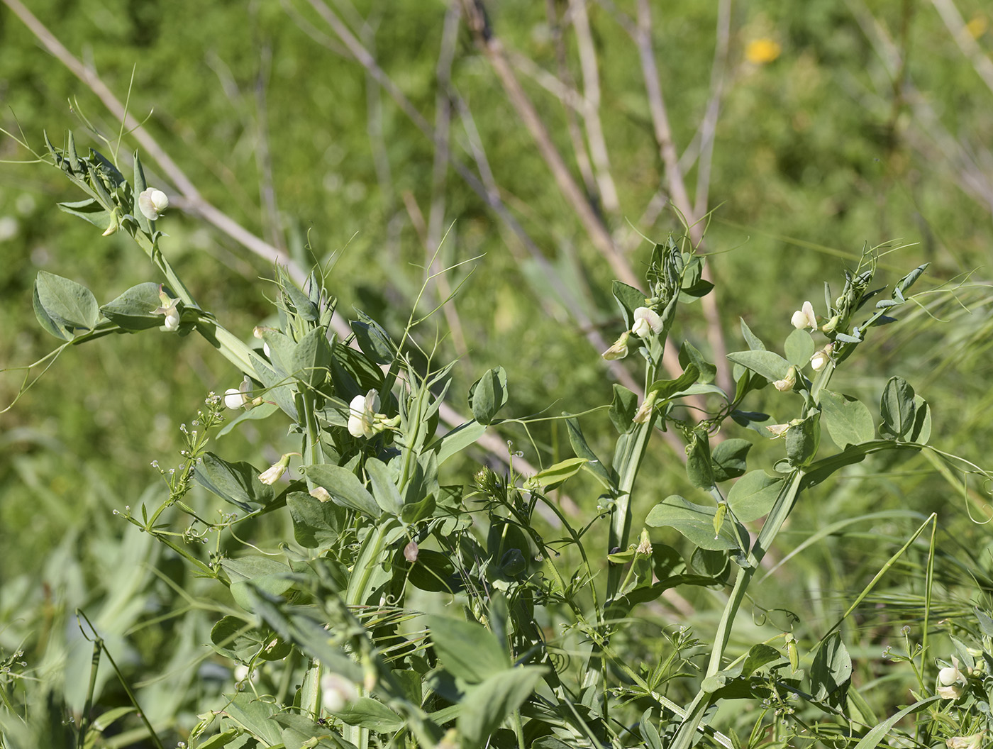 Image of Lathyrus ochrus specimen.