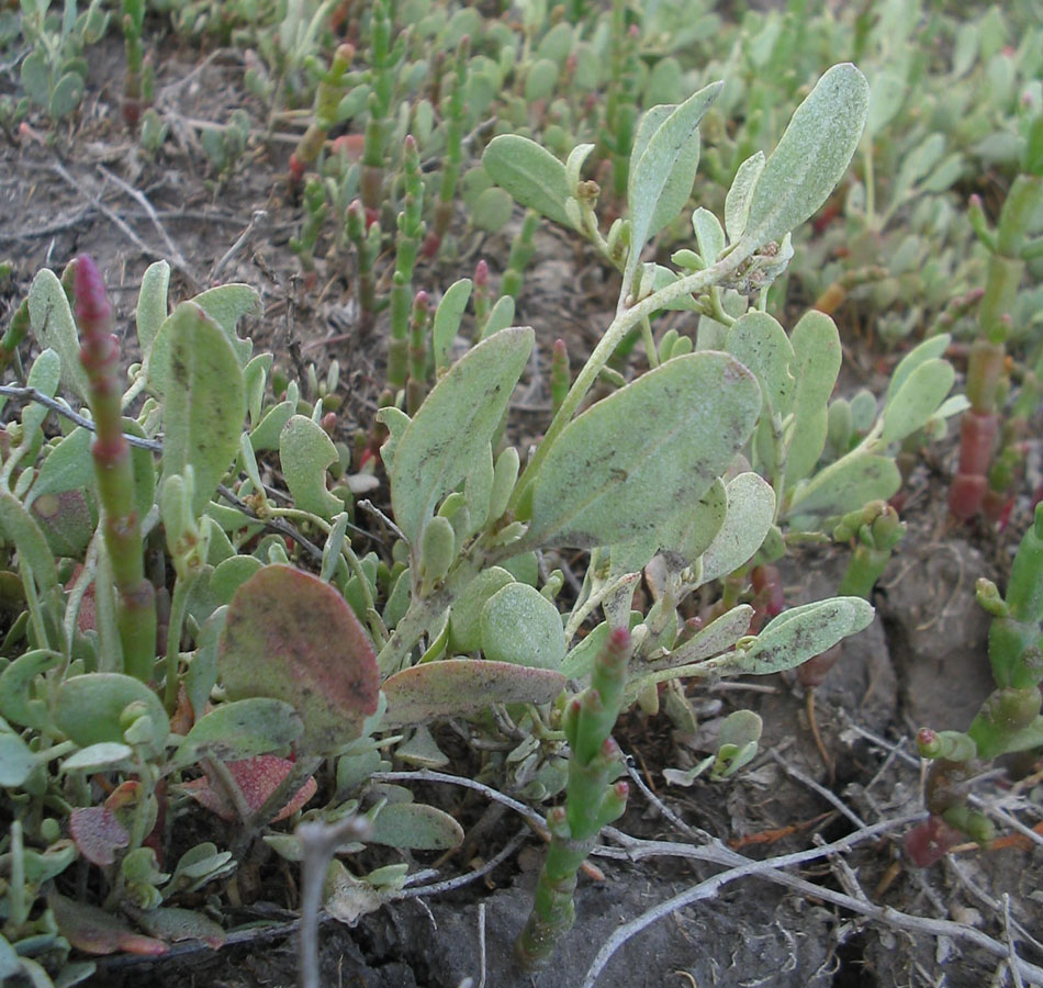 Изображение особи Halimione pedunculata.