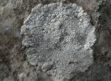 Смотреть изображение Aspicilia candida