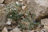 View full-size image Cousiniopsis atractyloides