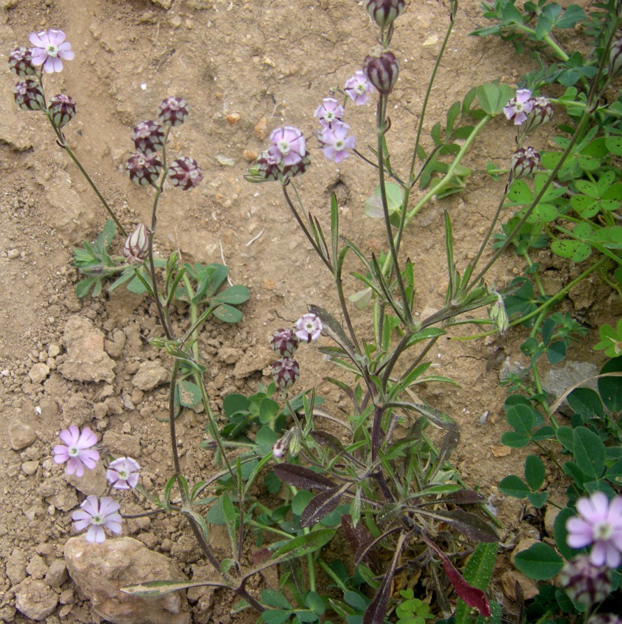 Image of Silene hifacensis specimen.