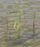 Lobelia dortmanna