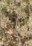 Trifolium stellatum. Отцветшие растения. Италия, Тоскана, Монте-Аржентарио. 12.04.2011.