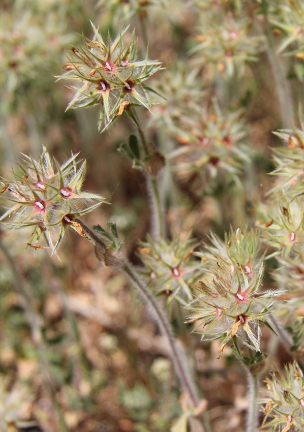 Image of Trifolium stellatum specimen.